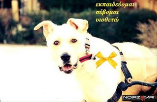 Φορέστε κίτρινη κορδέλα στον σκύλο, αν δεν θέλετε να τον χαϊδεύουν