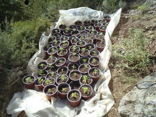 glastrakia-kanavi-1 glastrakia-kanavi-1