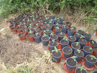 glastrakia-kanavi-4 glastrakia-kanavi-4