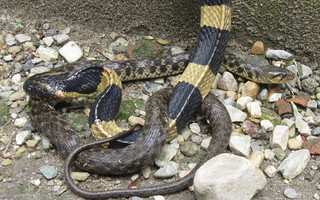 snakes1