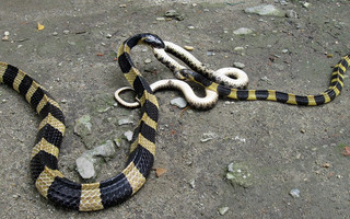 snakes10