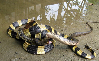 snakes11