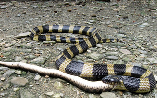 snakes12