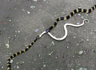 snakes2