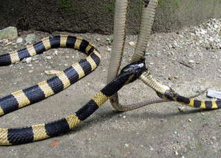 snakes5