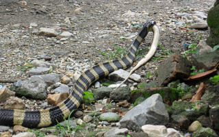 snakes7