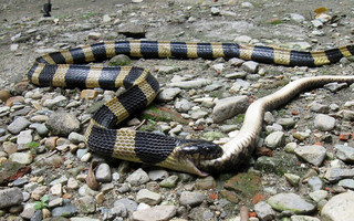 snakes8