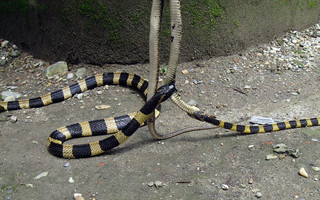 snakes9