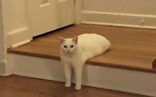 gata1