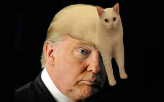 gata4