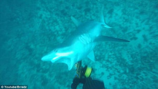 shark02
