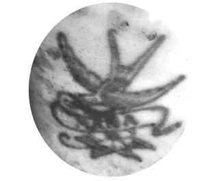 thyma3
