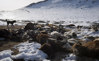 Mongolia1