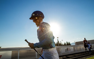 opap-horses-5