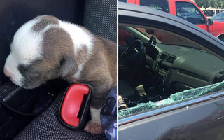 Αστυνομικός έσπασε το παράθυρο αυτοκινήτου για να σώσει ένα κουτάβι