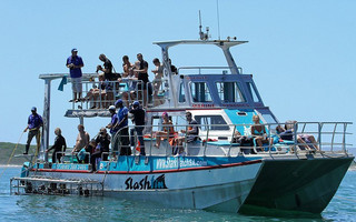 sharks5