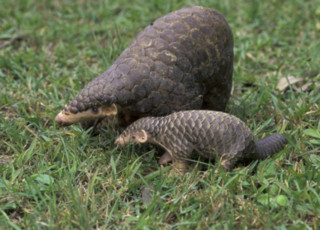 pangolins1 e1472207522991 Animals, IOI