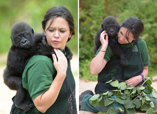 babygorilla2