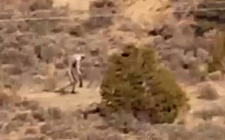 bigfoot1