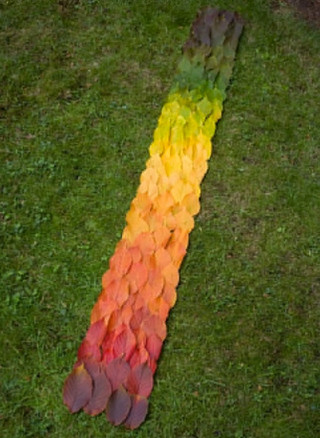 ocd2