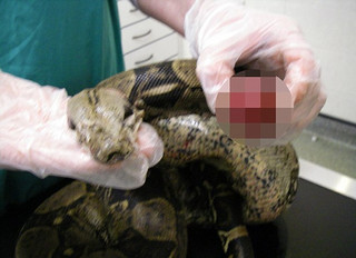 poorsnake3