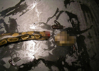 poorsnake4