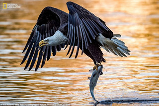 NationalGeographic12 NationalGeographic12