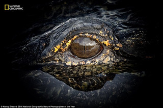 NationalGeographic4 NationalGeographic4