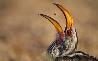 Wildlife3 Wildlife3