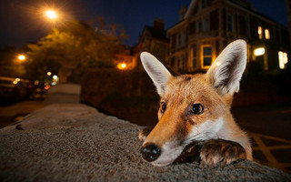 Wildlife4 Wildlife4