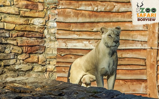 bigcats6