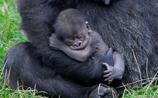 gorilla1