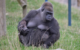 gorilla3