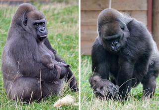 gorilla5