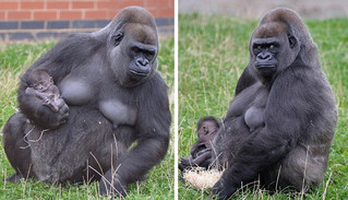 gorilla6