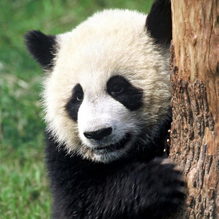 panda2