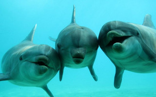 Δελφίνια και φάλαινες δημιουργούν «ανθρώπινες» κοινωνίες λόγω μεγάλου εγκεφάλου