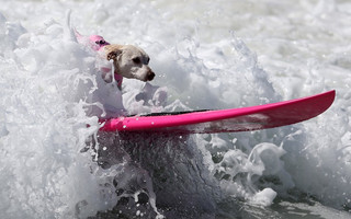 surfdogs1