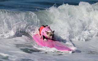 surfdogs2