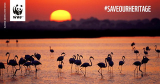 wwfsave3