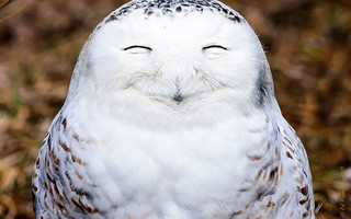 comedywildlife3