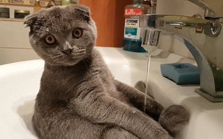 gata4