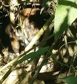 pupp2