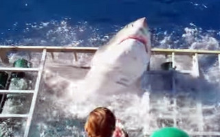shark1