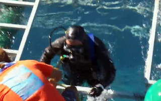 shark3