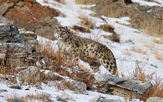 snowleopards4