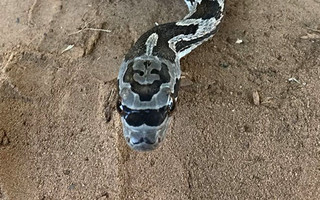 coolsnake1
