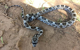 coolsnake2