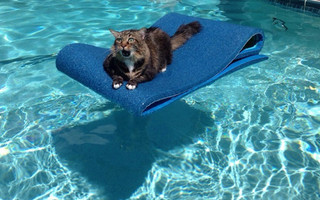 gatompelades1