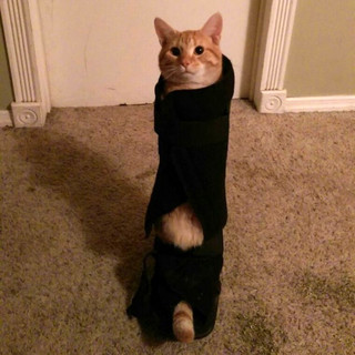 gatompelades5